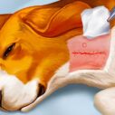 Dog Hospital 7 dog hospital 1