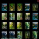 memorize nature 9 memorize nature