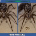 Spider Hidden Difference 7 spider hidden difference 1